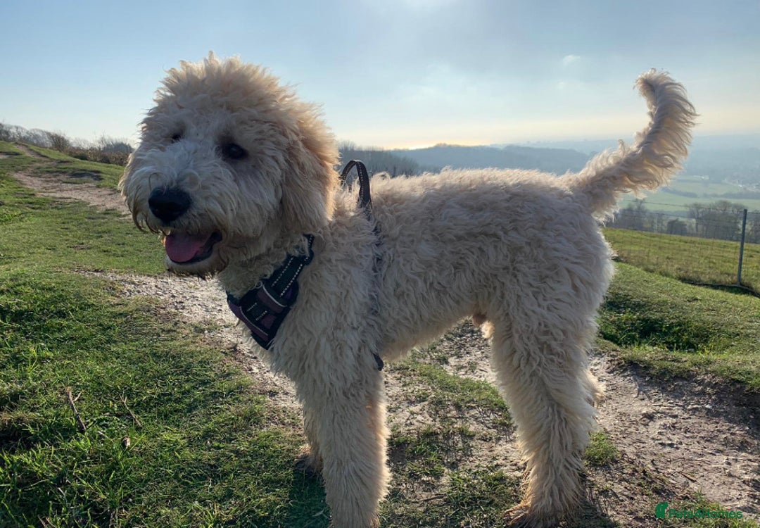 Mini Goldendoodle dogs for stud: Mini Doodle Stud: Multi-Gen, Health Tested, Proven - Advert 2