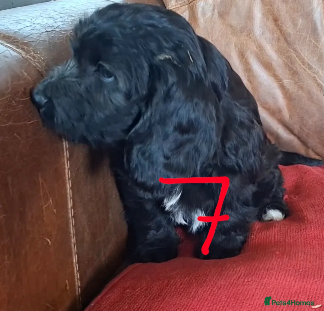 Cockapoo dogs for sale: F1 Cockapoo Puppies  - Advert 2