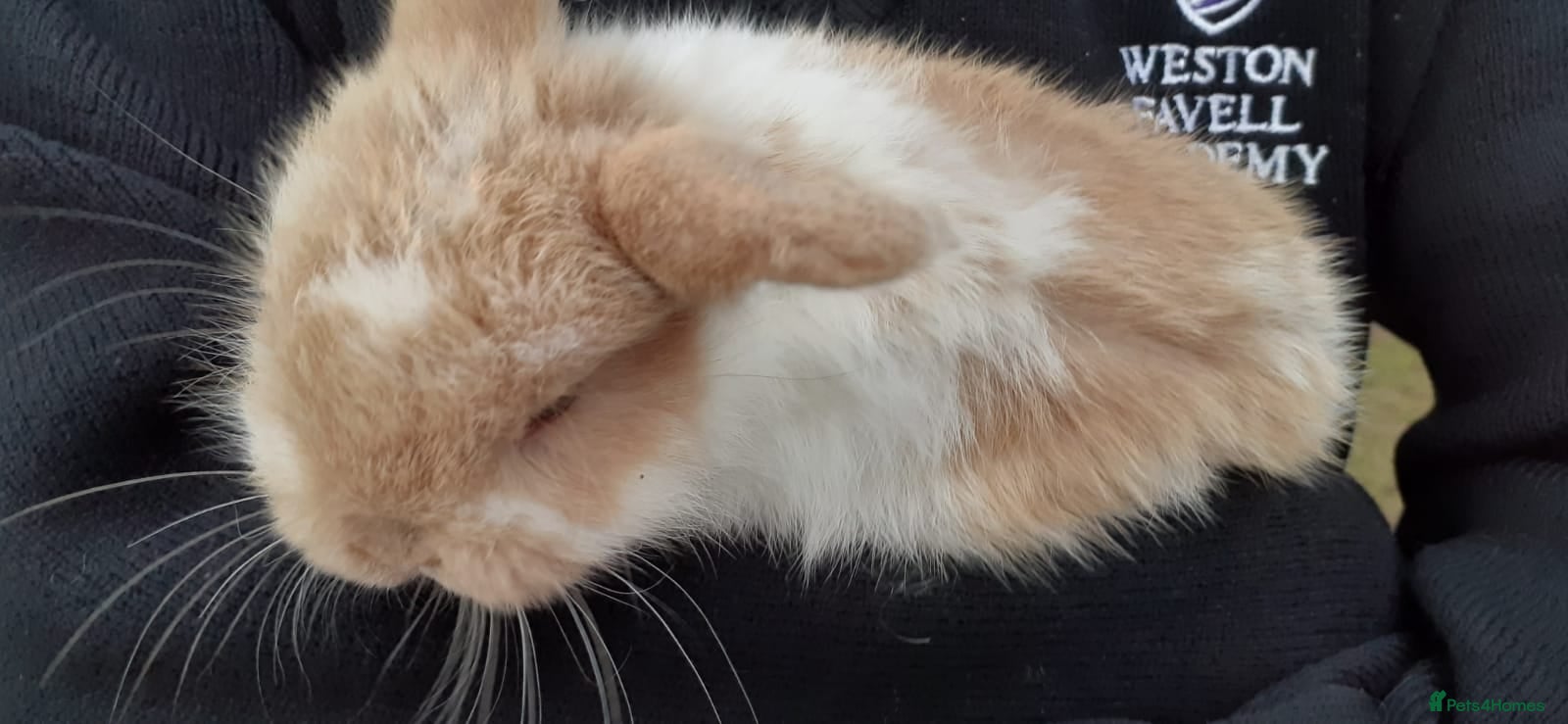 Mini Lop rabbits Mini lop babies  - Advert 1