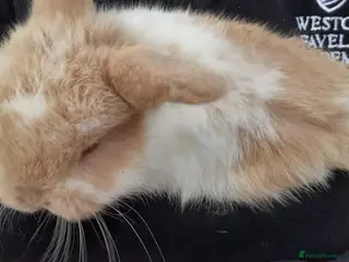 Mini Lop rabbits Mini lop babies - Advert 1