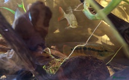 Cichlids fish for sale: Large Cichlids and Dithers - Image 5
