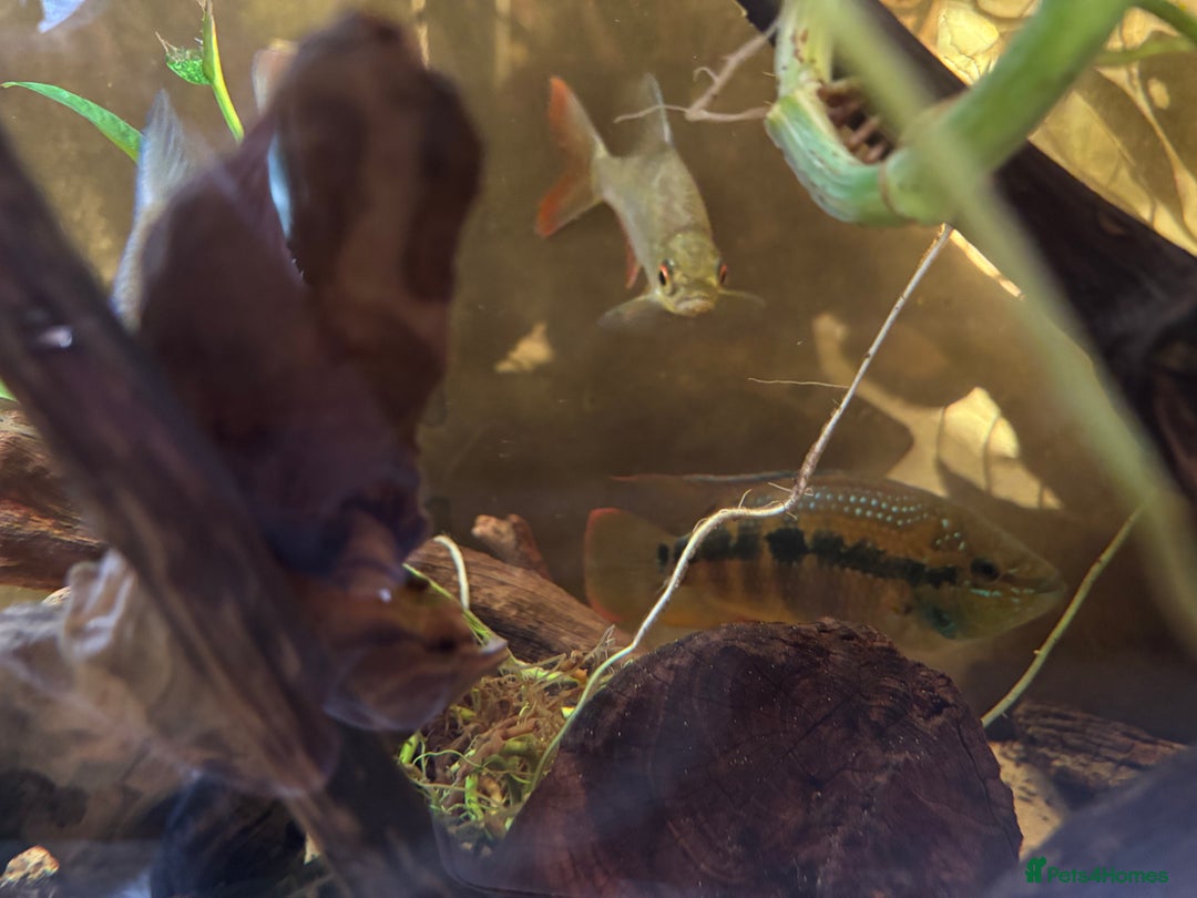Cichlids fish for sale: Large Cichlids and Dithers - Image 5