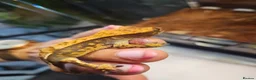 Gecko reptiles for sale: Crested gecko - Advert 5