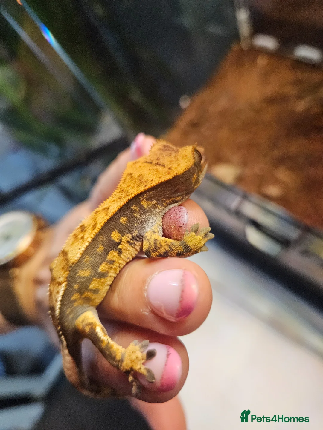 Gecko reptiles for sale: Crested gecko - Advert 5