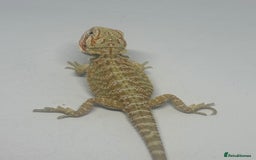 Bearded Dragon reptiles for sale: Baby beardies - Image 2