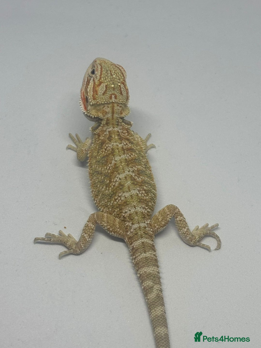 Bearded Dragon reptiles for sale: Baby beardies - Image 2