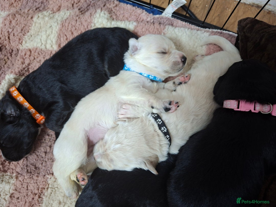 Mixed Breed dogs for sale: 9 f1 border retreiver pups  - Image 10