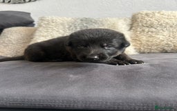 German Shepherd dogs for sale: ALFREDO  - Image 19