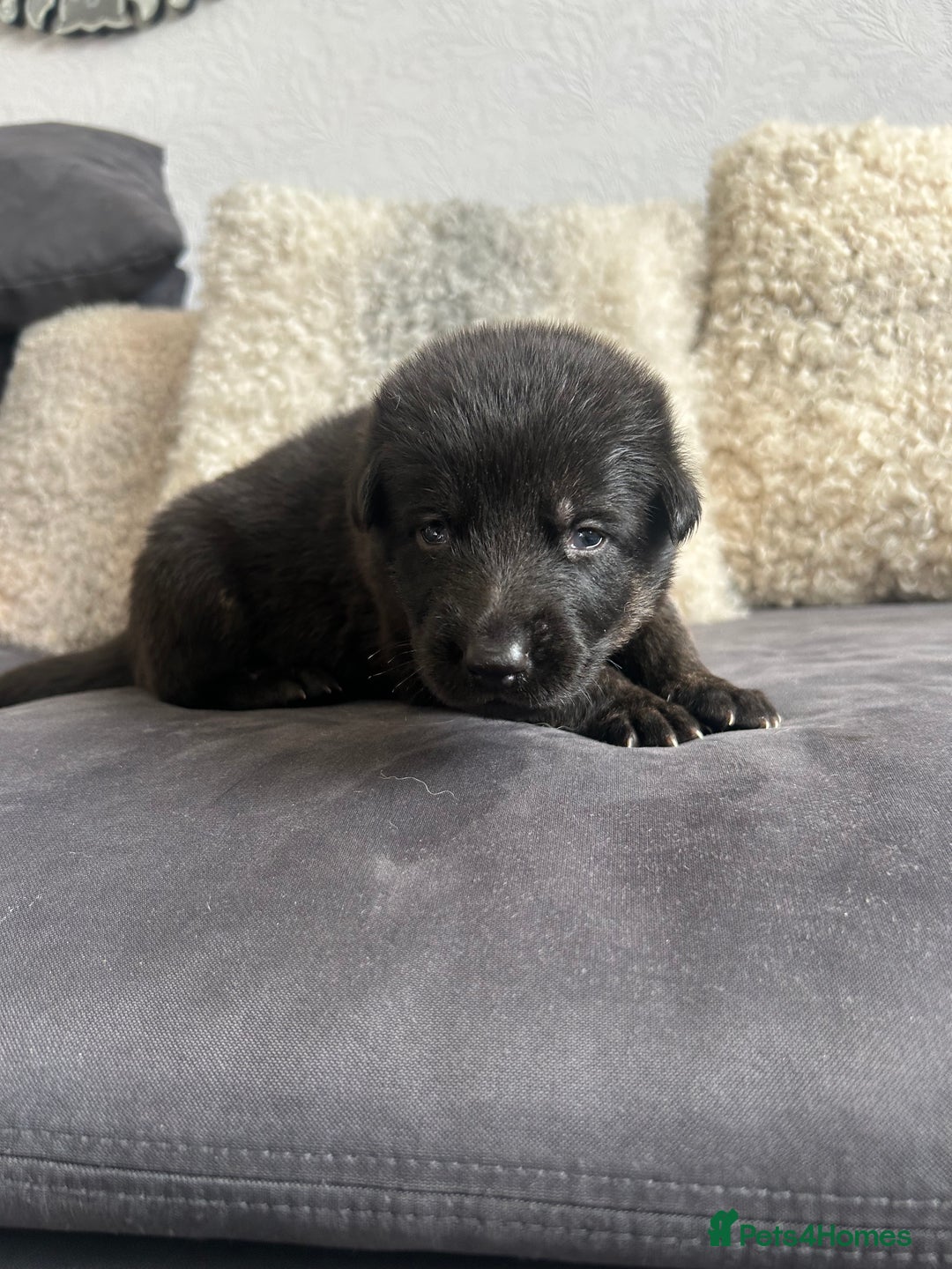 German Shepherd dogs for sale: ALFREDO  - Image 19