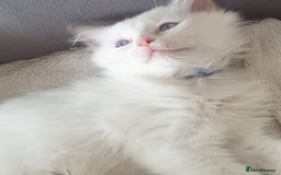 Ragdoll cats for sale: Beautiful GCCF lilac and Cream Point kittens - Image 30