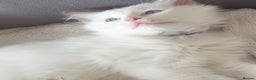 Ragdoll cats for sale: Beautiful GCCF Lilac and Cream Point kittens - Advert 25