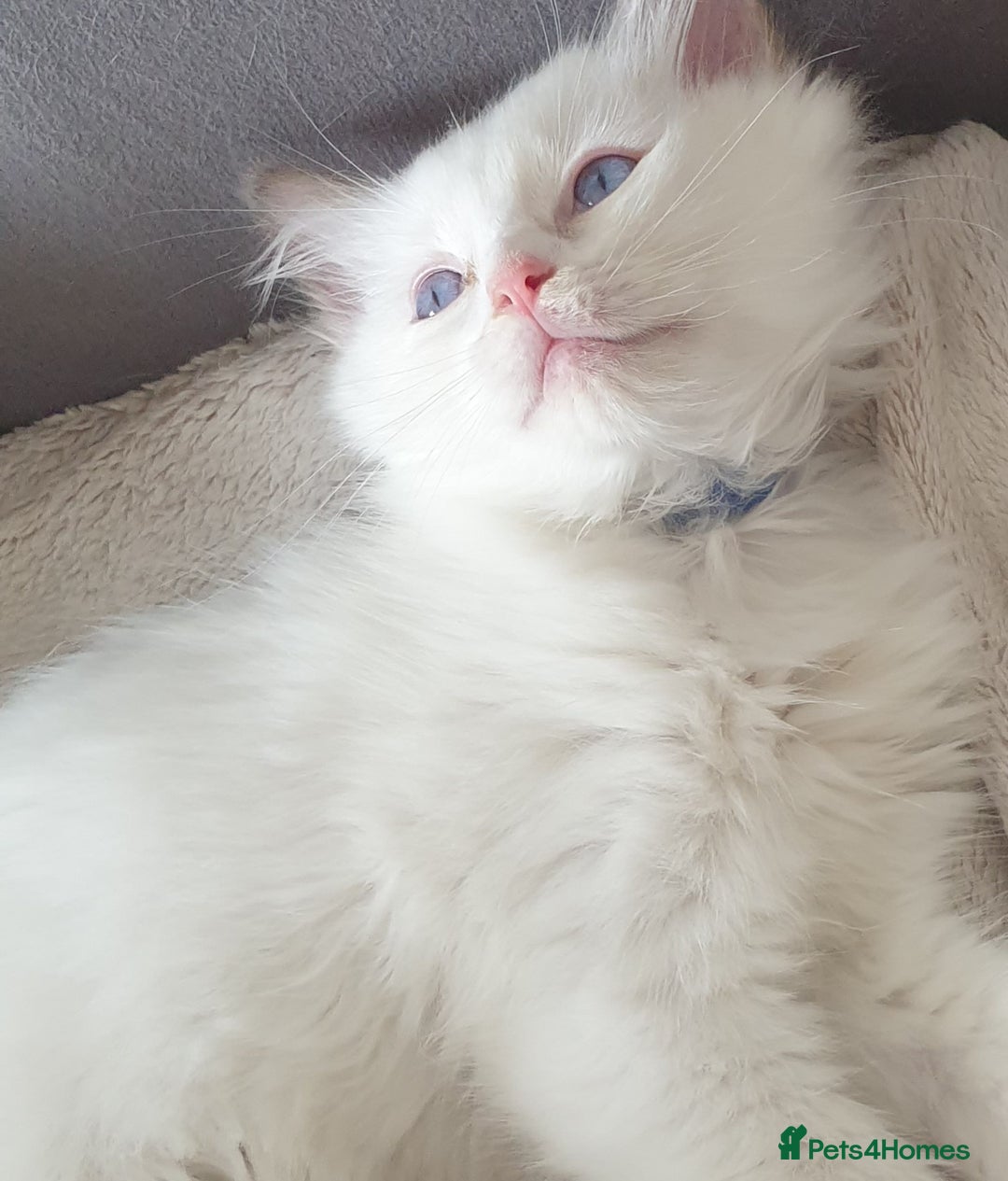 Ragdoll cats for sale: Beautiful GCCF lilac and Cream Point kittens - Image 30
