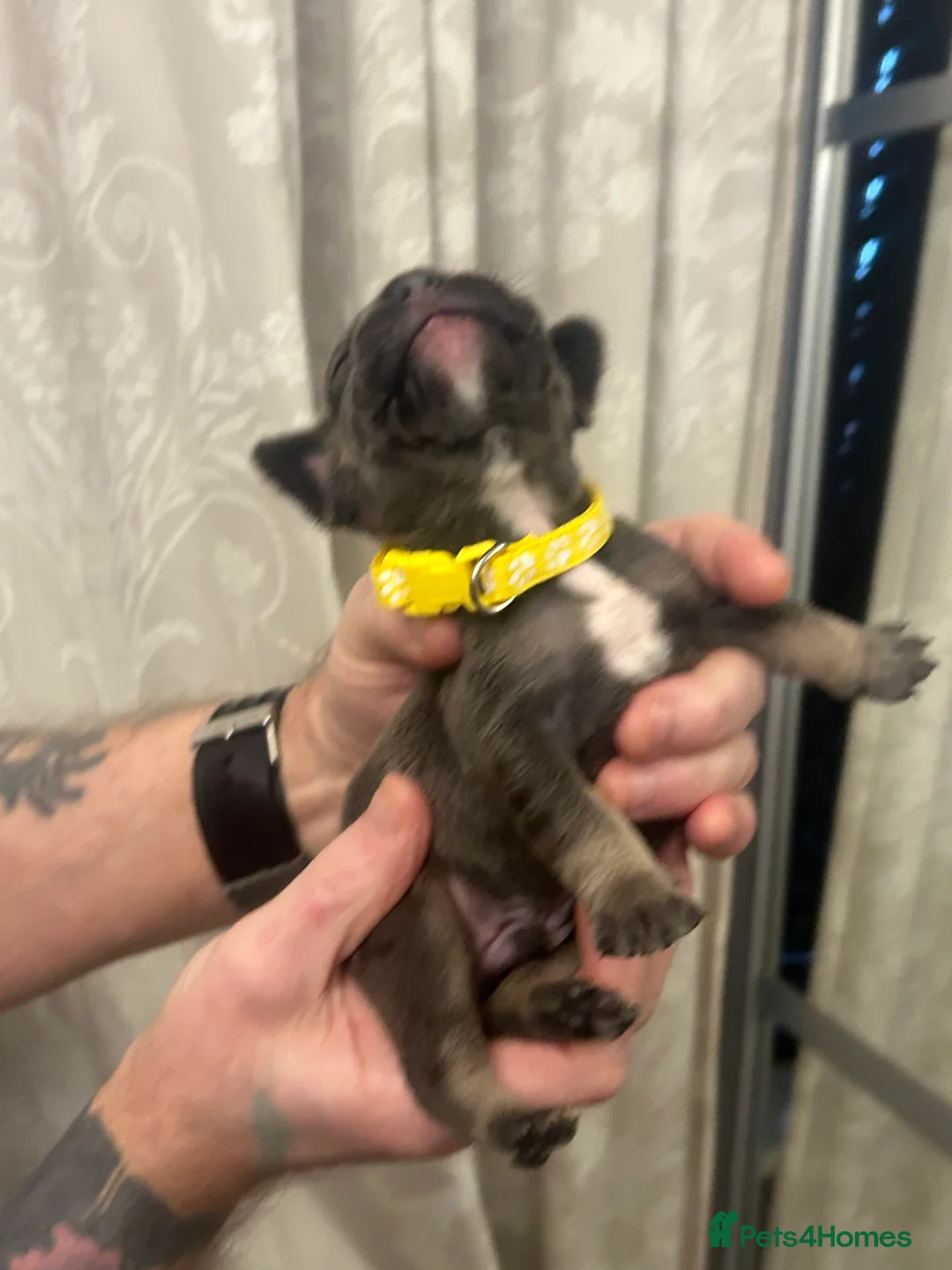 French Bulldog dogs for sale: 9 top quality fluffy carrying french bulldogs  - Advert 16