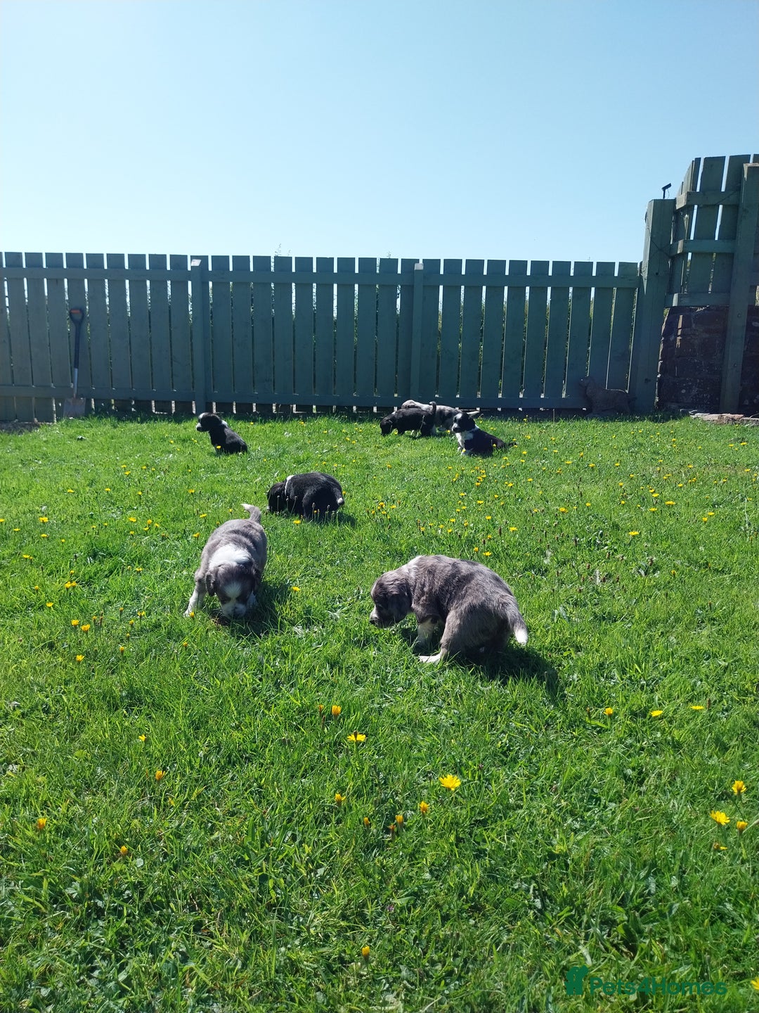 Mixed Breed dogs for sale: Rough Collie x Cocker Spaniel  - Image 2