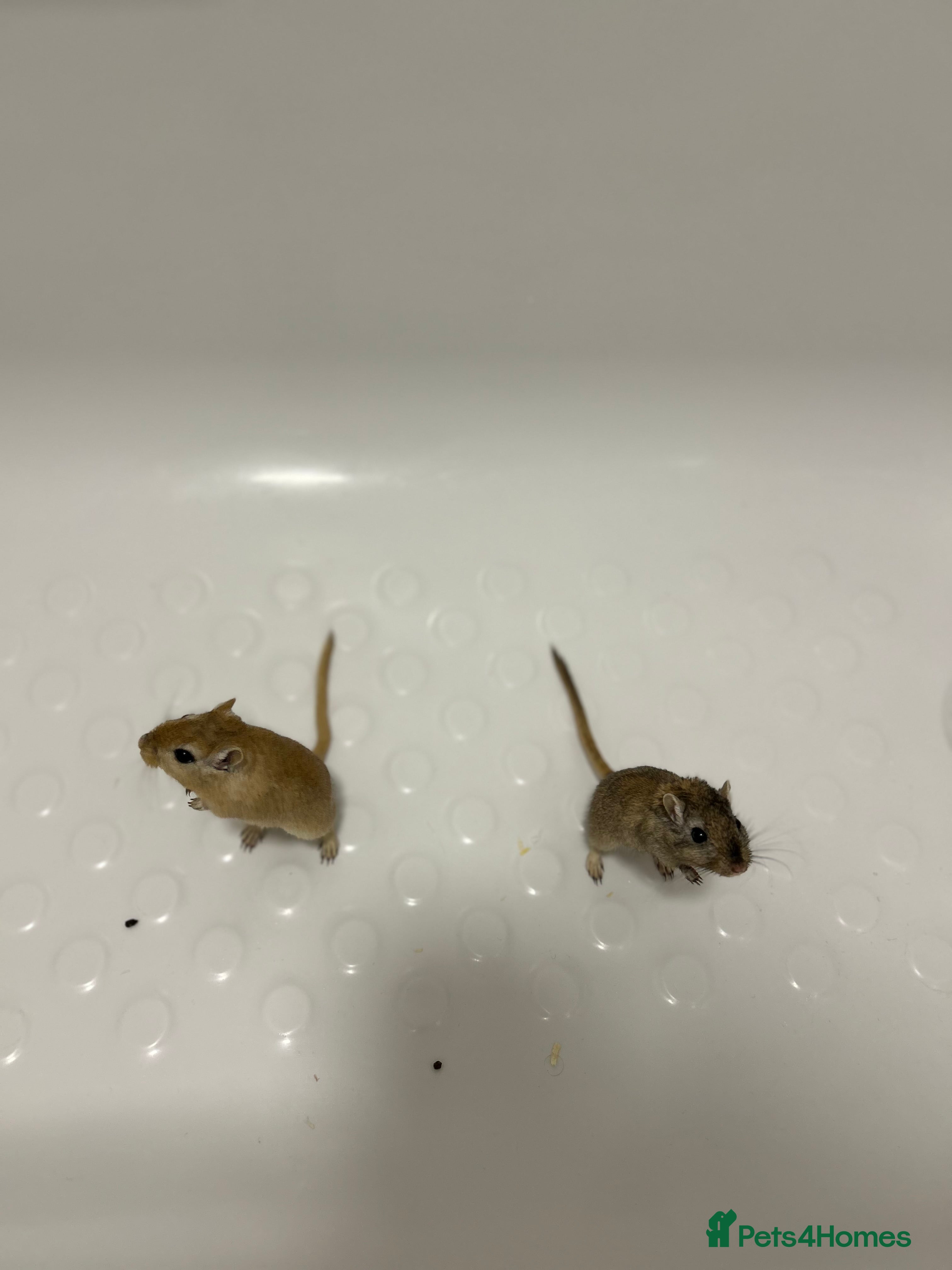 Gerbil rodents 2 gerbils males with cage and additions  - Advert 2