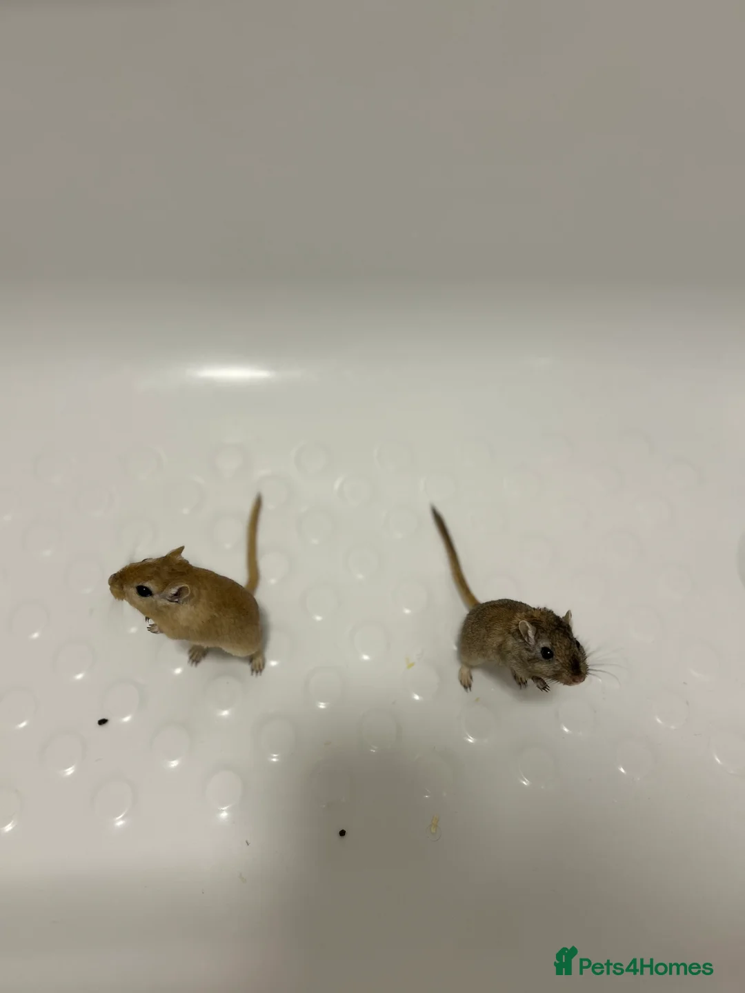 Gerbil rodents for sale: 2 gerbils males with cage and additions  - Advert 1