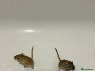 Gerbil rodents 2 gerbils males with cage and additions - Advert 2