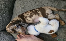 Dachshund dogs for sale: Needs rehoming ASAP - Image 11