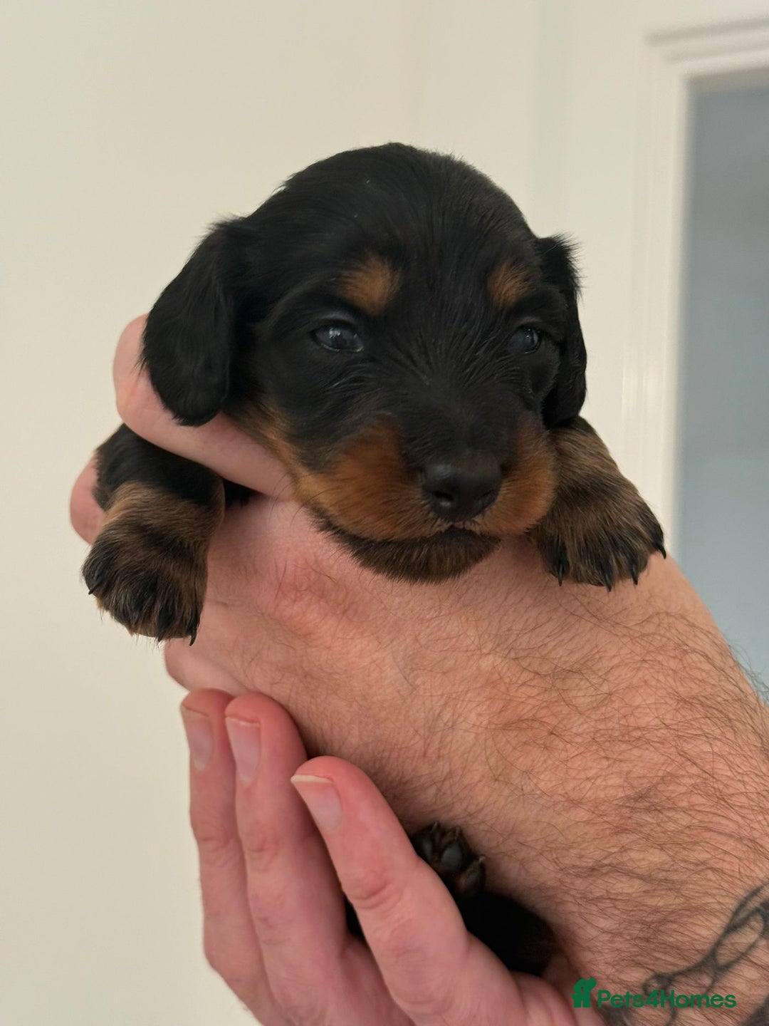 Miniature Dachshund dogs for sale: Black and Tan Miniature Daschund  - Advert 10