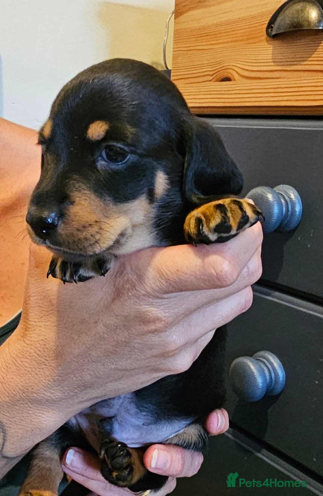 Miniature Dachshund dogs for sale: Daxie medium coat puppies dapples and black & tan  - Image 23