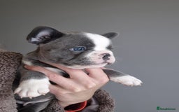 French Bulldog dogs for sale: Husky Panda Koi Frenchie = last 3 ready next week - Image 4