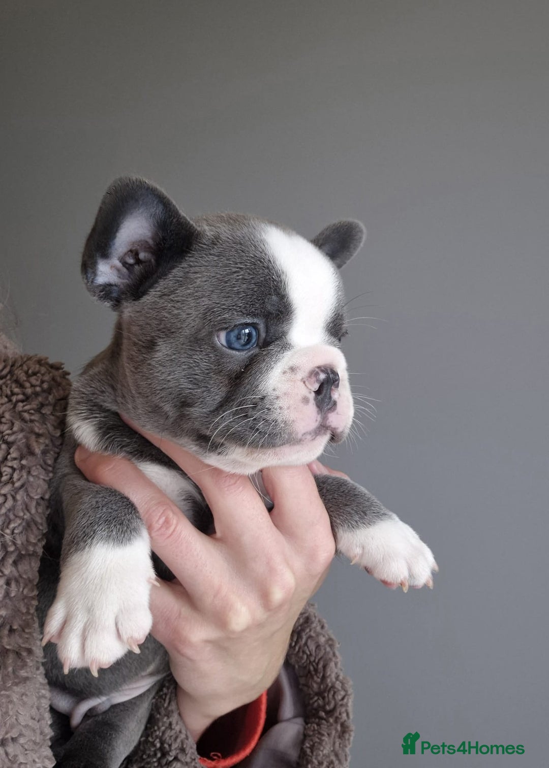 French Bulldog dogs for sale: Husky Panda Koi Frenchie = last 3 ready next week - Image 4