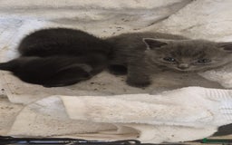 Mixed Breed cats for sale: Blue and black kittens - Image 2