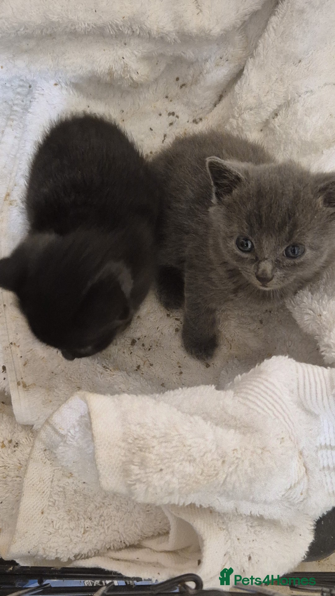Mixed Breed cats for sale: Blue and black kittens - Image 2
