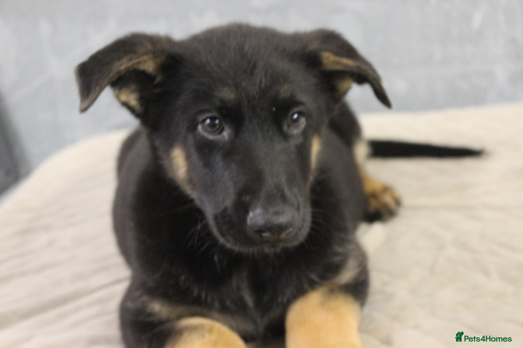German Shepherd dogs for sale: German Shepherd Puppies  - Advert 20