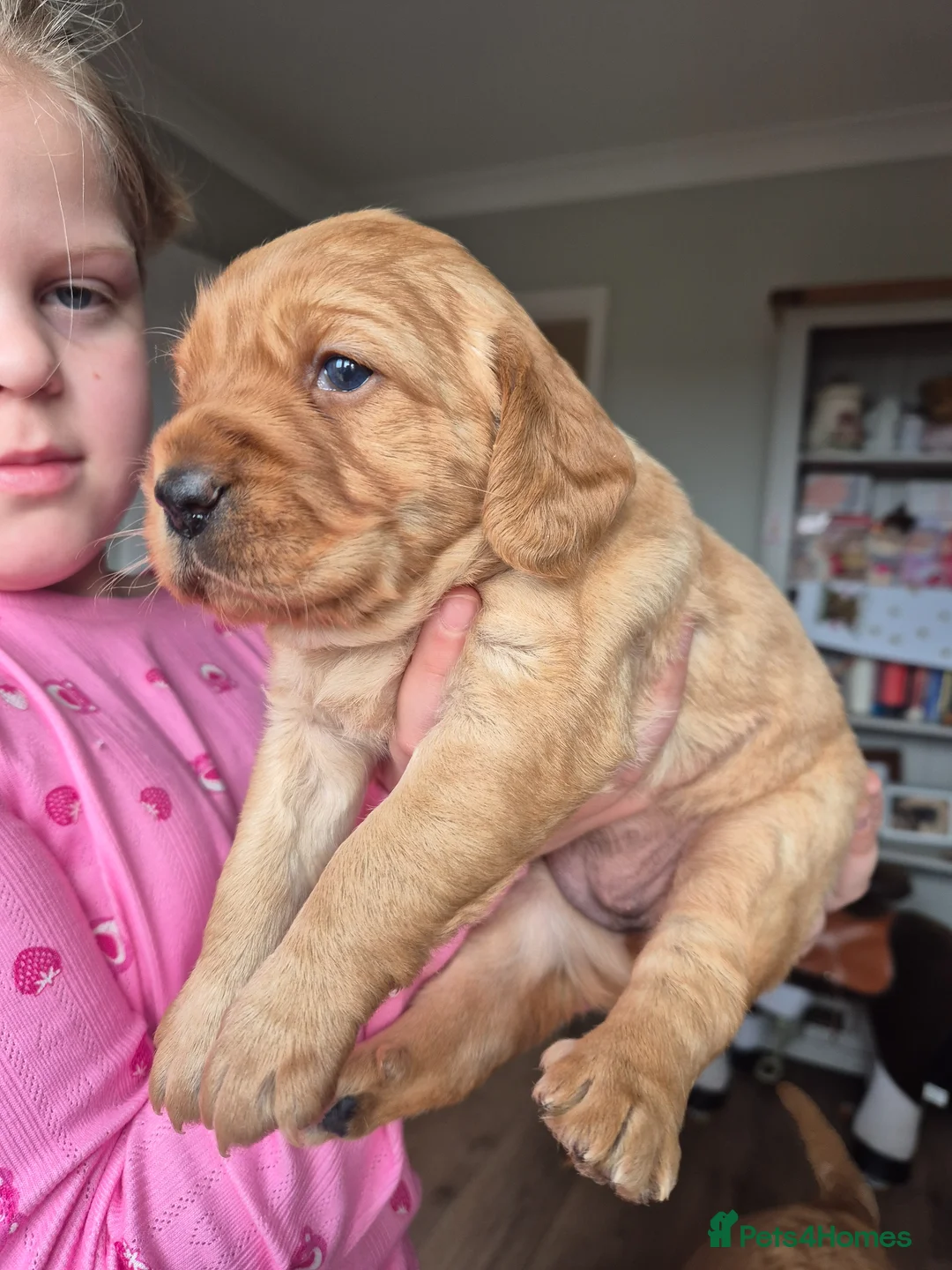 Labradoodle dogs for sale: F1 female Minature labradoodle puppy in Newmarket - Advert 2