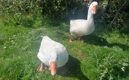 Geese poultry for sale: Beautiful Emden Geese - Image 5