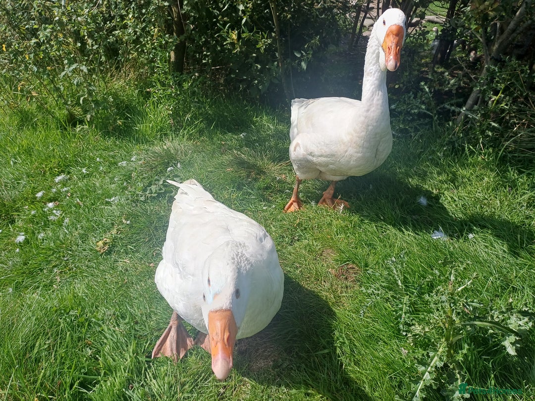 Geese poultry for sale: Beautiful Emden Geese - Image 5