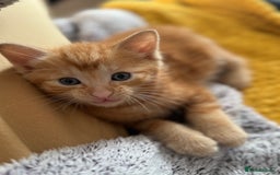 European cats for sale: Ginger boy looking for forever home  - Image 4