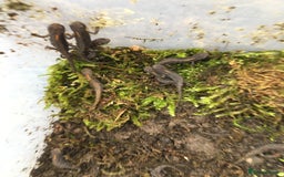 Newt reptiles for sale: 4 x Alpine Newts - efts 2025 - Image 6