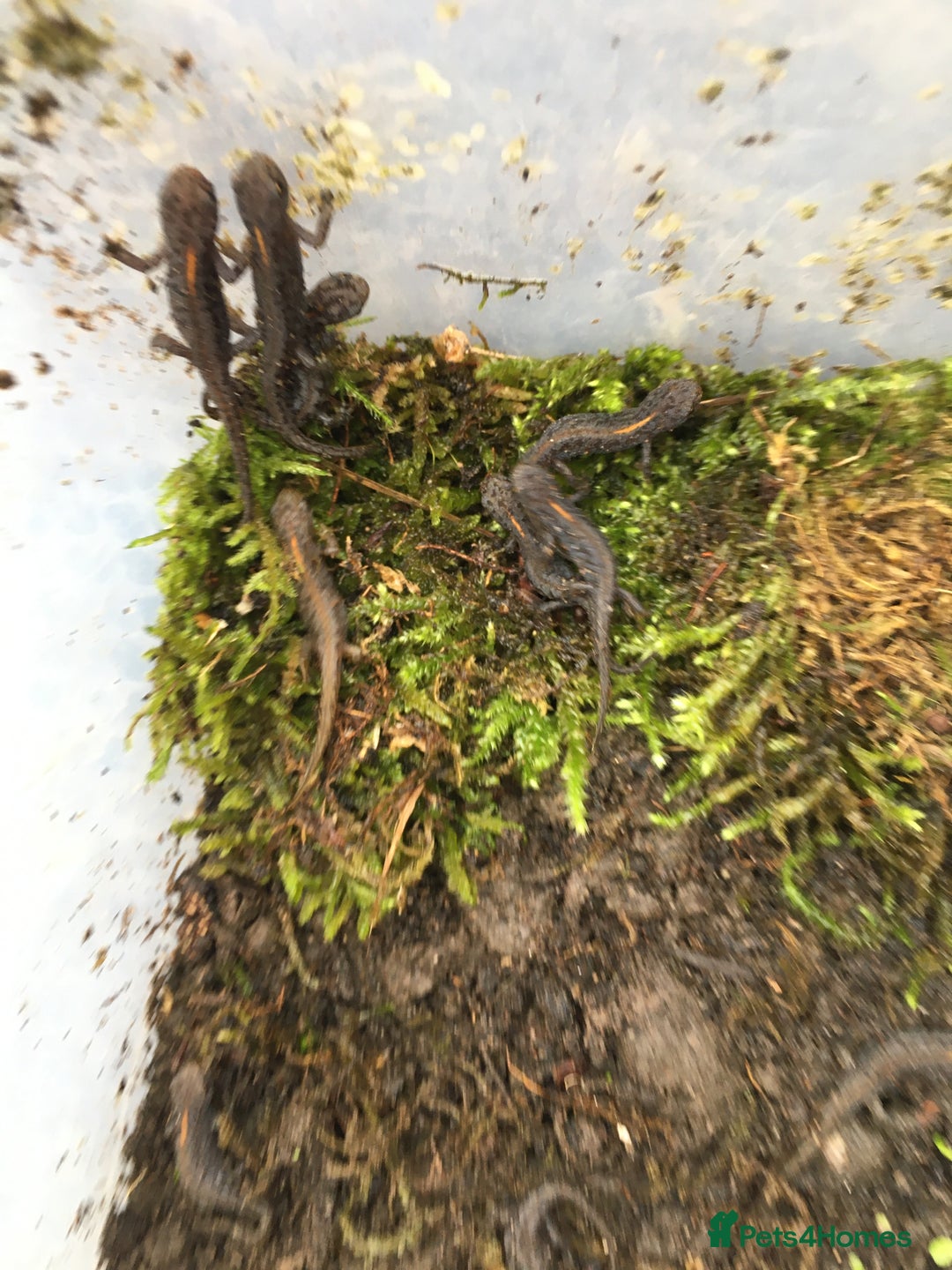 Newt reptiles for sale: 4 x Alpine Newts - efts 2025 - Image 6