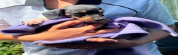 Jack Russell dogs for sale: Jack Russell terrier puppy  in Deal - Advert 1