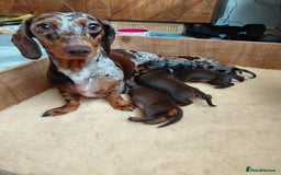 Dachshund dogs for sale: Miniature Daschund - Image 6