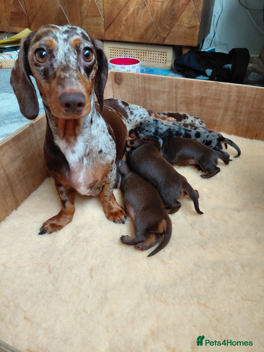 Dachshund dogs for sale: Miniature Daschund - Image 6