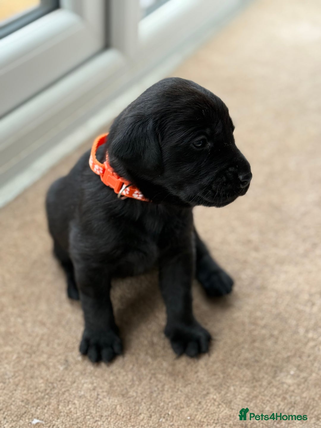 Labrador Retriever dogs for sale: KC registered Labrador Retriever puppies available - Advert 11