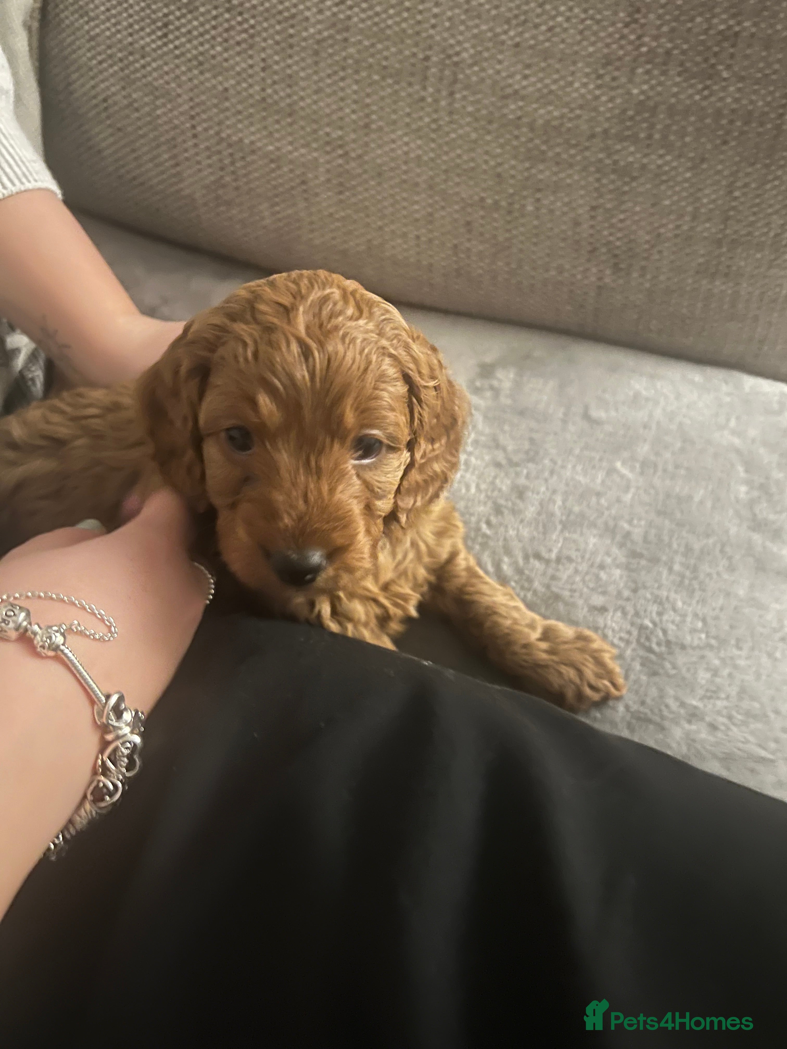 Cockapoo dogs Cookapoo - Advert 4