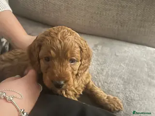 Cockapoo dogs Cookapoo - Advert 3