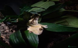 Gecko reptiles for sale: Crested gecko male - Image 4