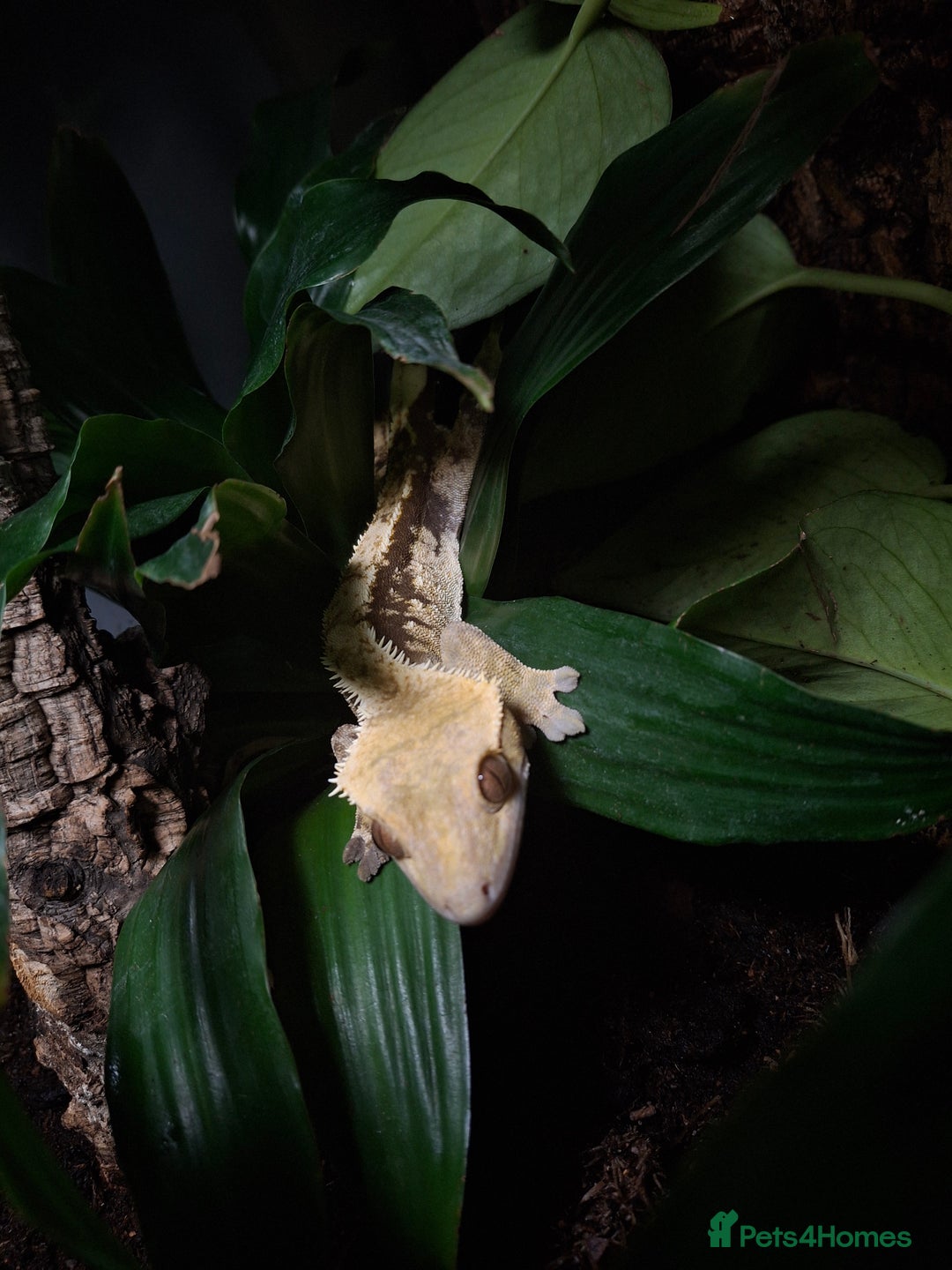 Gecko reptiles for sale: Crested gecko male - Image 4
