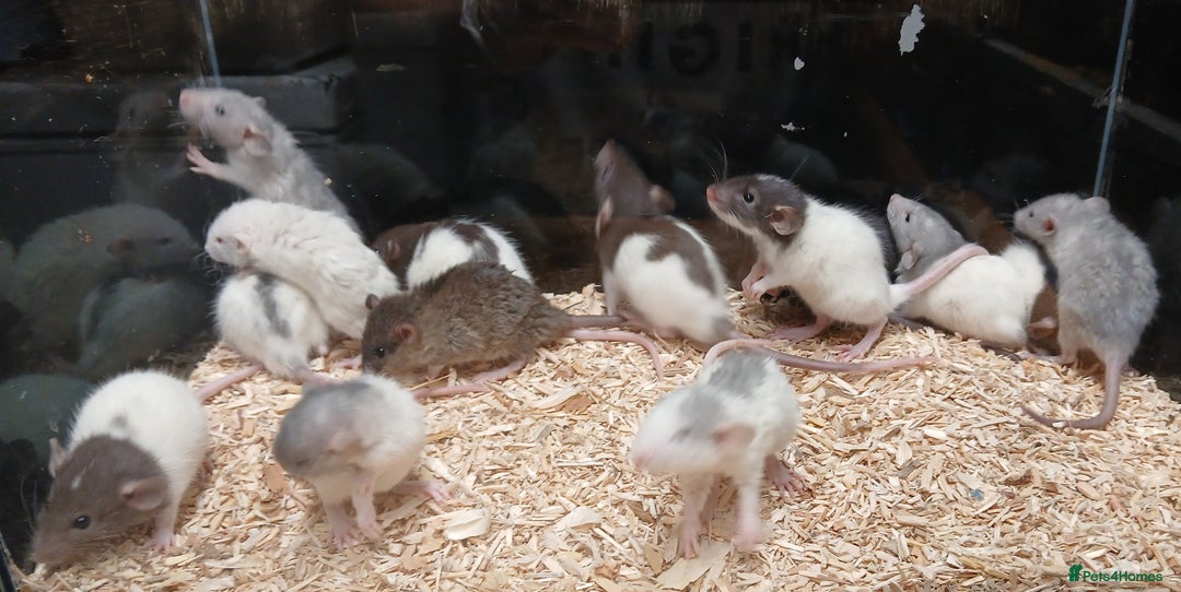 Rat rodents for sale: Baby Dumbo Rats , Furred , Rex , Naked  - Image 6