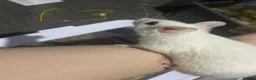 Mouse rodents for sale: Multimammates  - Advert 10