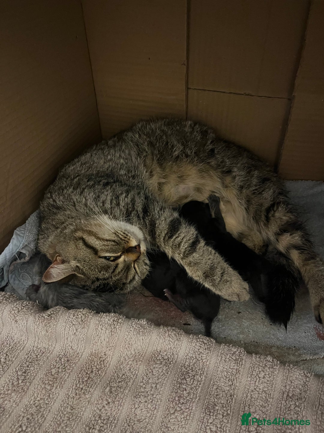 Persian cats for sale: Half Persian Kittens  - Image 1