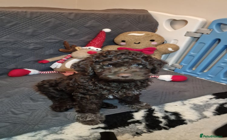 Lagotto Romagnolo dogs KC reg, Lagotto Romagnolo, LAST GIRL - Advert 4