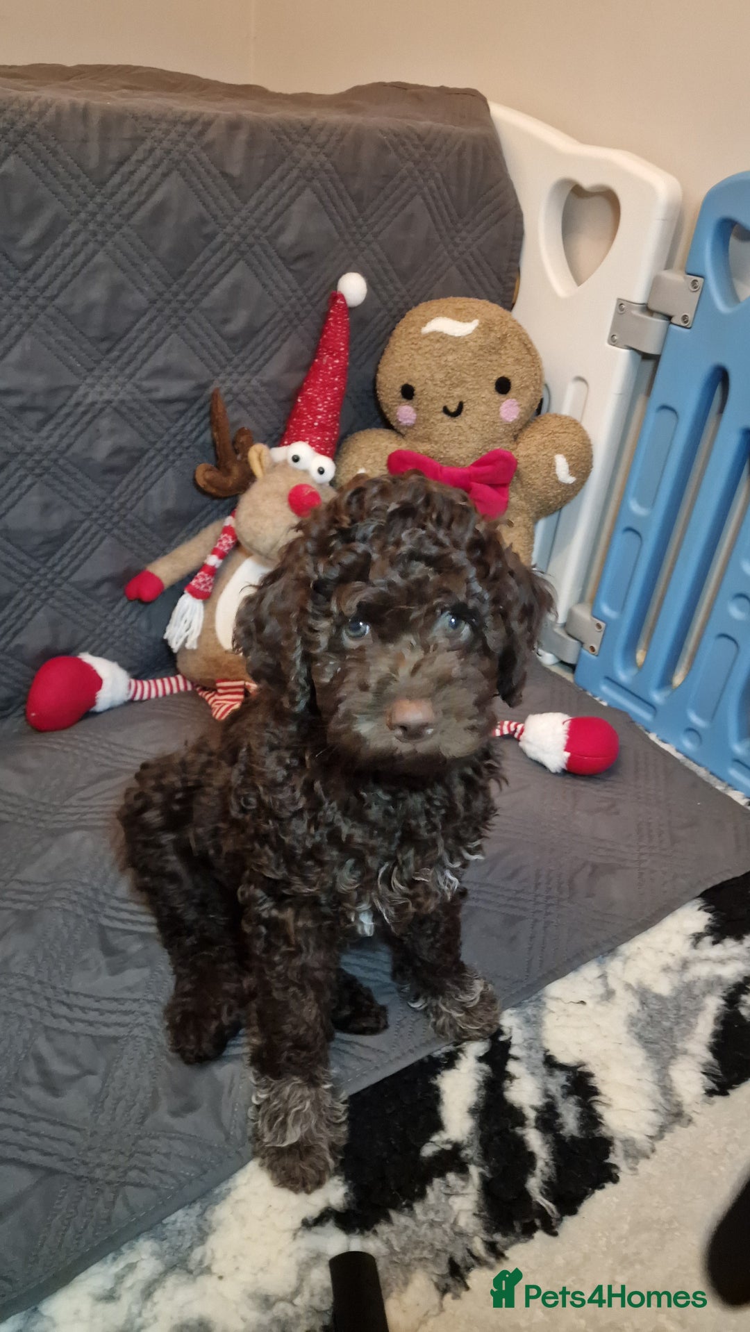 Lagotto Romagnolo dogs for sale: KC reg, Lagotto Romagnolo, LAST GIRL - Advert 2