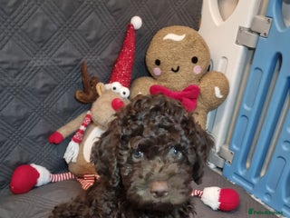 Lagotto Romagnolo dogs KC reg, Lagotto Romagnolo, LAST GIRL - Advert 4