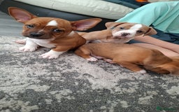 Mixed Breed dogs for sale: 1 male  - Image 1